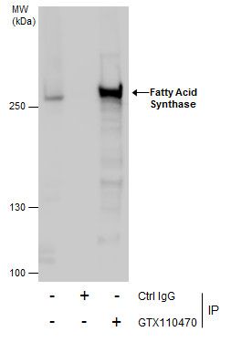 Fatty Acid Synthase antibody [N1N2], N-term