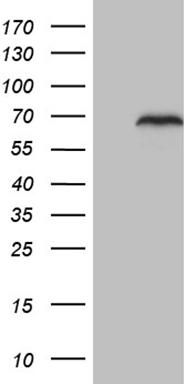 FBLIM1 Antibody