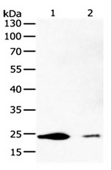 FBXO32 Rabbit Polyclonal Antibody