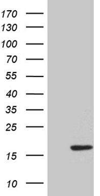 FBXO6 Antibody