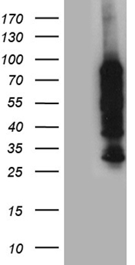 FBXO6 Antibody