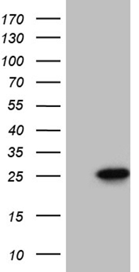 FBXO6 Antibody