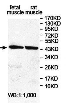 FBXW4 Rabbit Polyclonal Antibody