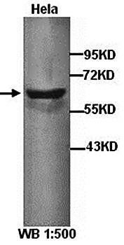 FBXW8 Rabbit Polyclonal Antibody