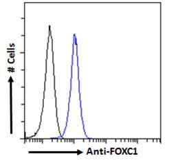 FOXC1 (C Term) Antibody