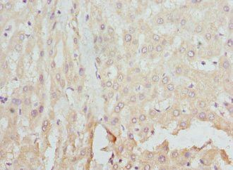 FCN1 Antibody