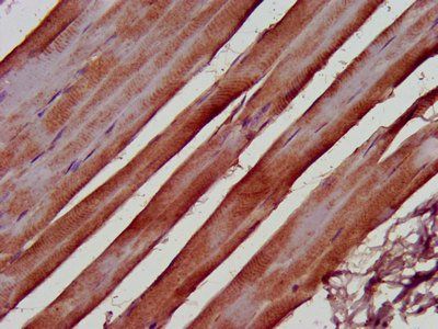 FERMT2 Antibody