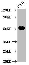 FEZF1 Antibody