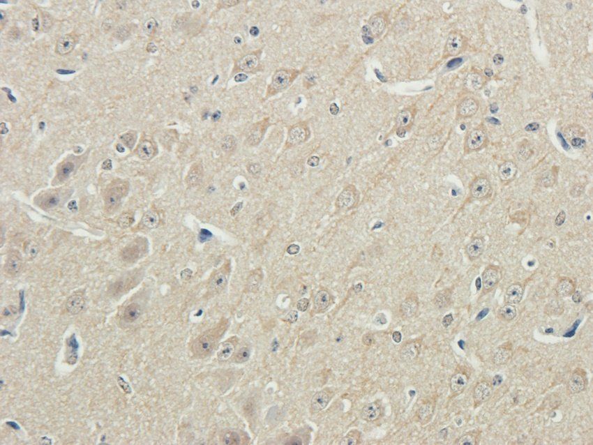 FFAR1 antibody