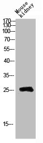 FFAR1 Antibody