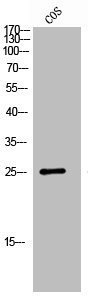 FFAR1 Antibody