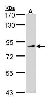 FGD4 Rabbit Polyclonal Antibody