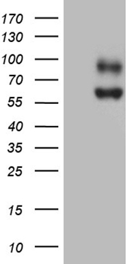 FGF13 Antibody