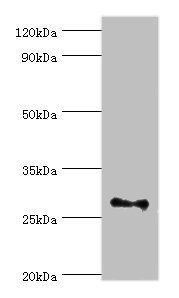 FGF13 Antibody