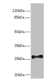 FGF13 Antibody