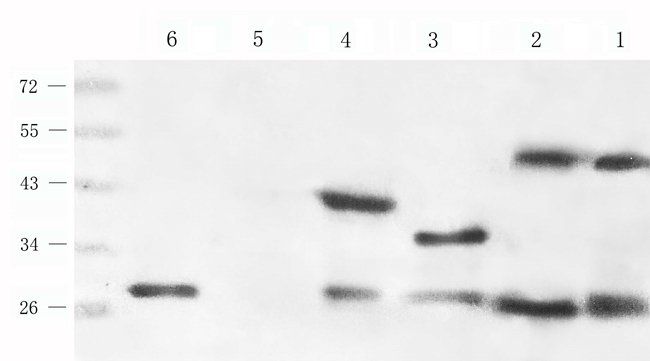 FGF13 Rabbit Polyclonal Antibody