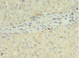 FGF2 Antibody