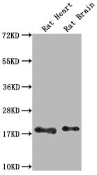 Fgf2 Antibody