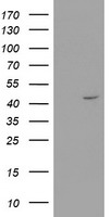 FGF21 Antibody