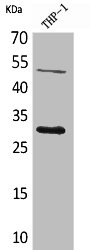 FGF23 Antibody