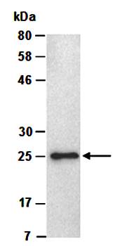 FGF23 (C) Antibody, Mouse Monoclonal