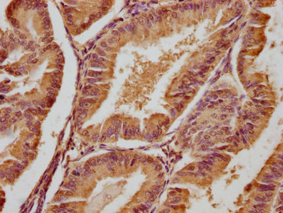 FGF4 Antibody