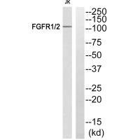 FGFR1/FGFR2 Antibody