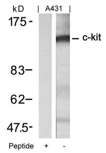 FGFR1 Antibody