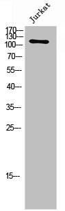 FGFR1/FGFR2 Antibody