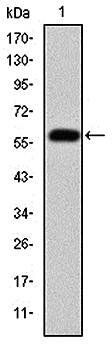 FGG Antibody