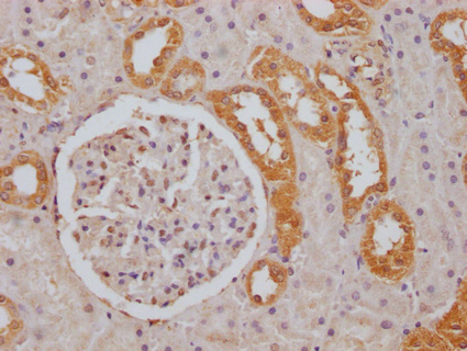 FGGY Antibody