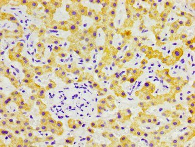 FGL1 Antibody