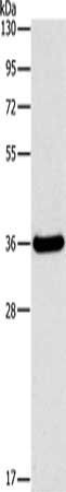 FGL1 Antibody