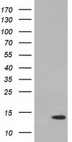 FH Antibody