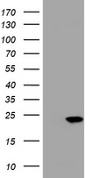 FIG4 Antibody