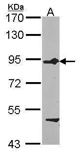 FIG4 phosphoinositide 5-phosphatase Antibody