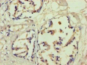 FLG Antibody