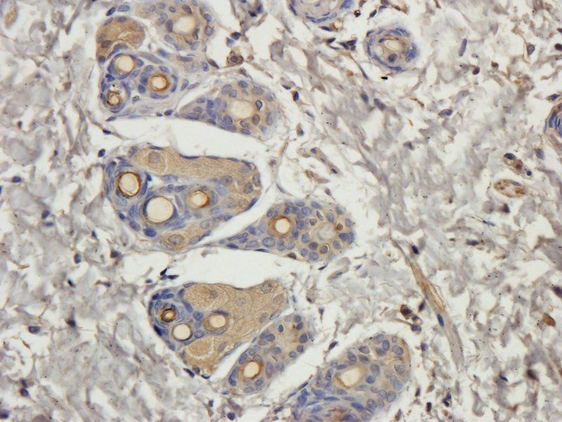 Filaggrin antibody