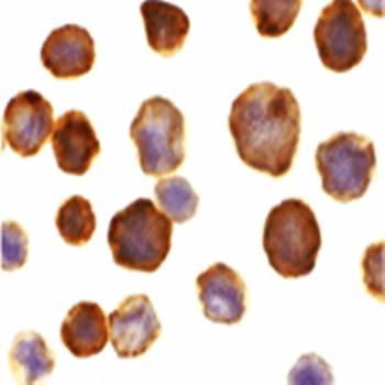FLASH Rabbit Polyclonal Antibody