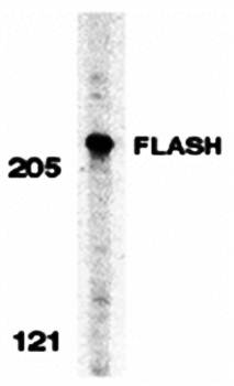 FLASH Rabbit Polyclonal Antibody