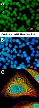 Flightless I Rabbit Polyclonal Antibody