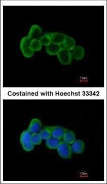 FLRT1 Rabbit Polyclonal Antibody