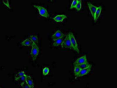 FLT1 Antibody