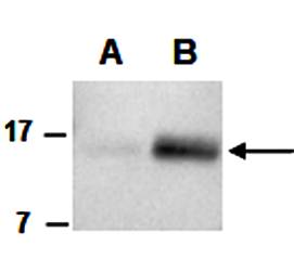 FLT3L (N) Antibody, Rabbit Polyclonal