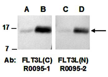 FLT3L (vPairTM) Antibodies