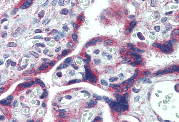 FMR1 Antibody