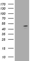 FMRP Antibody