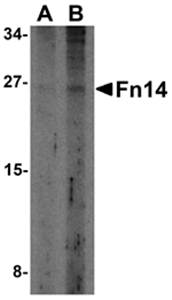 Fn14 Rabbit Polyclonal Antibody