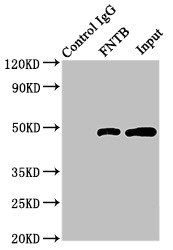FNTB Antibody