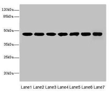 FNTB Antibody